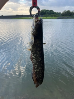 ナマズの釣果