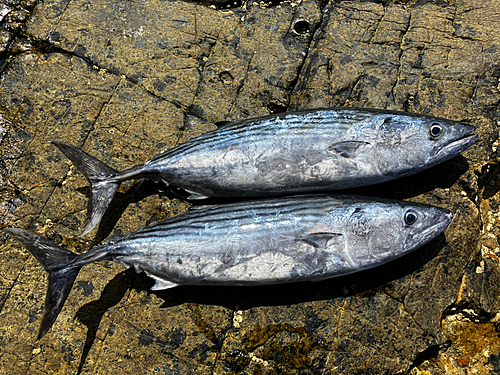 ハガツオの釣果