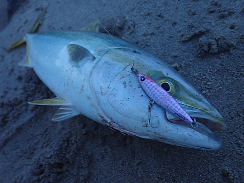 イナダの釣果