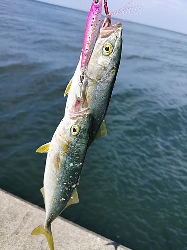 ツバスの釣果