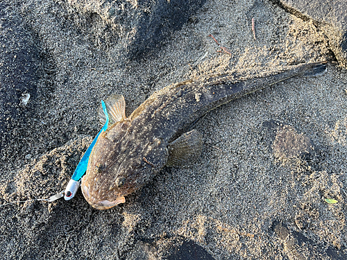 マゴチの釣果