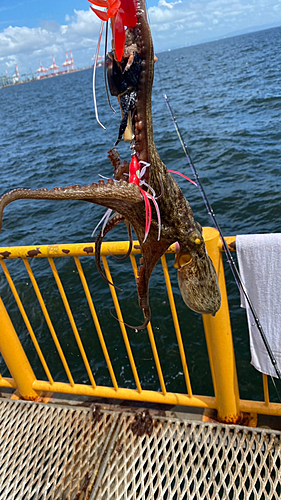 マダコの釣果