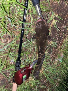 ナマズの釣果