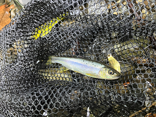 カワムツの釣果