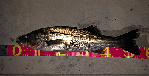 シーバスの釣果