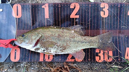 ブラックバスの釣果