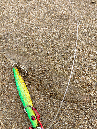 シタビラメの釣果