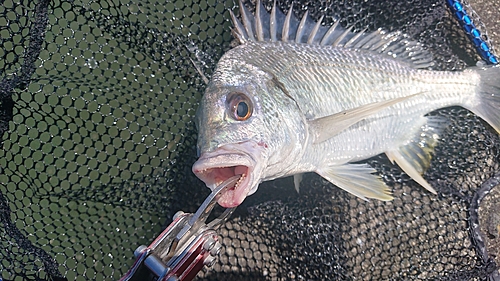 キビレの釣果