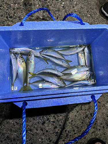 アジの釣果