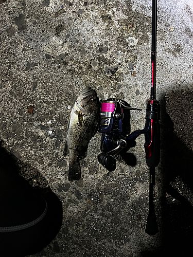 クロソイの釣果