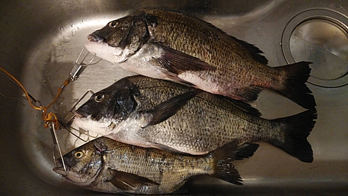 クロダイの釣果