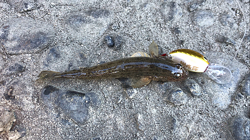 マハゼの釣果