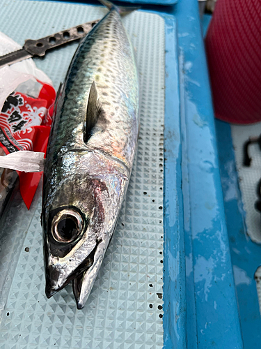 サクラダイの釣果