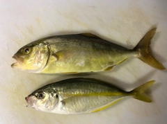 ショゴの釣果