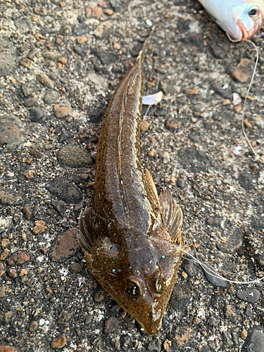 メゴチの釣果