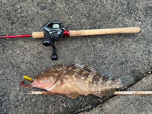 アコウの釣果