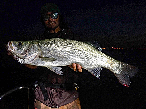 ヒラスズキの釣果