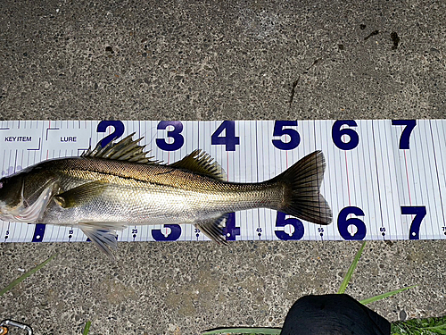 シーバスの釣果