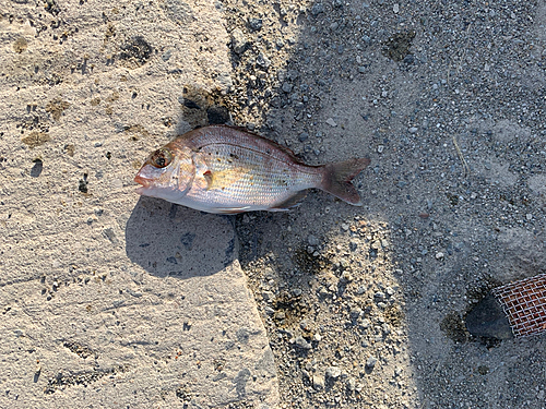 チャリコの釣果