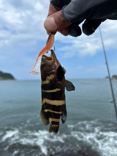 アオハタの釣果