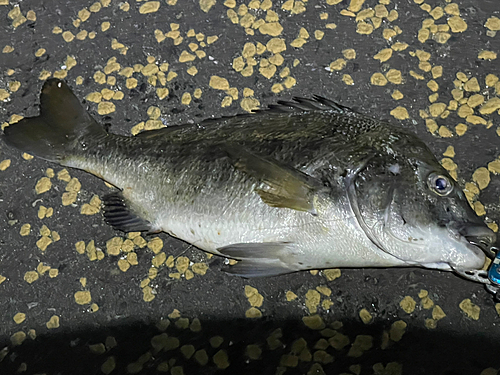 チヌの釣果