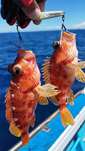 アラカブの釣果