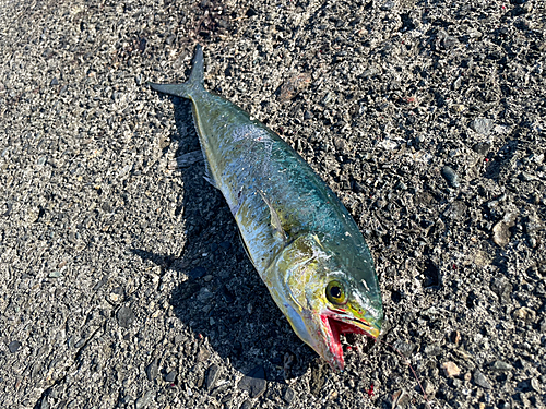 シイラの釣果