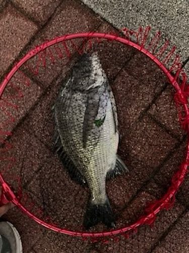 クロダイの釣果