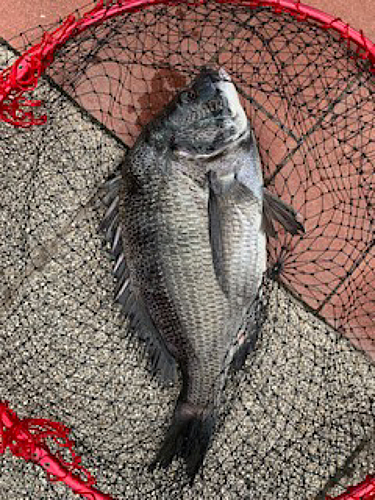 クロダイの釣果