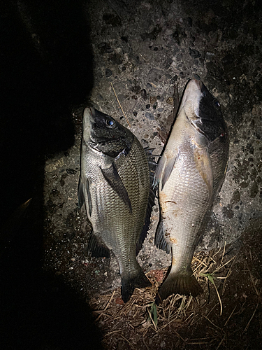 クロダイの釣果