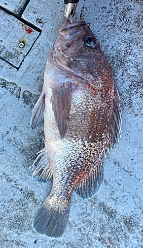 日本海で釣れたタヌキメバルの釣り・釣果情報 - アングラーズ