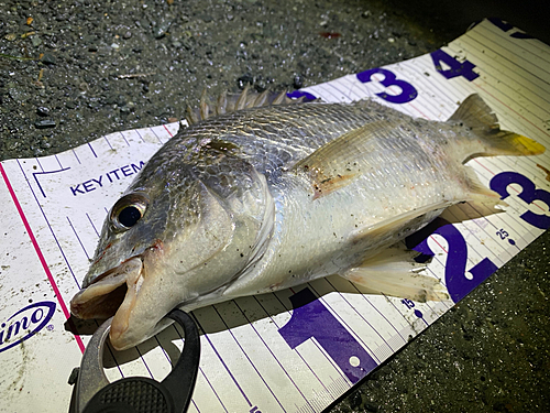 チヌの釣果