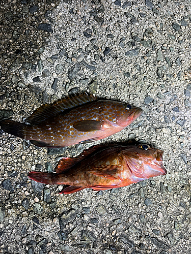 アコウの釣果