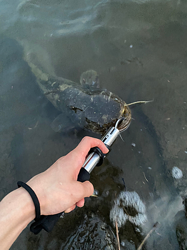 ナマズの釣果