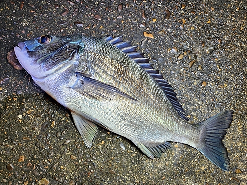 チヌの釣果