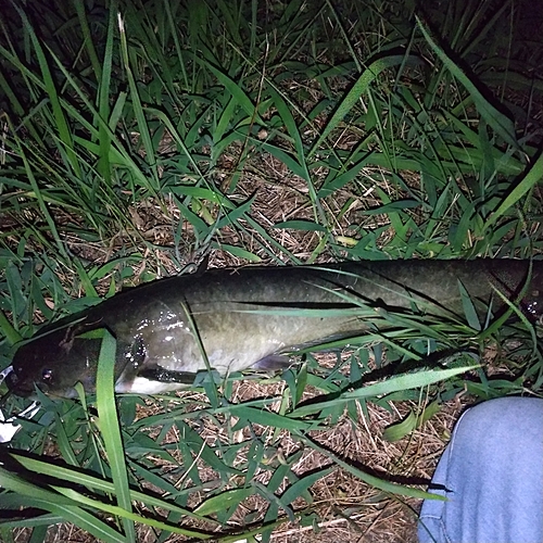 マナマズの釣果