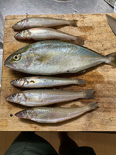 ショゴの釣果