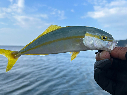 モジャコの釣果