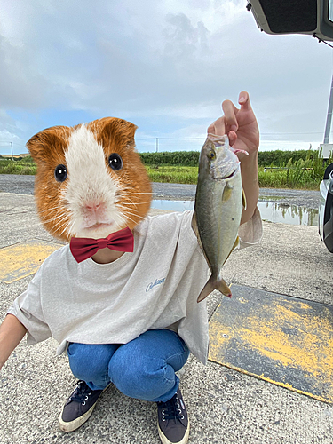 ショゴの釣果