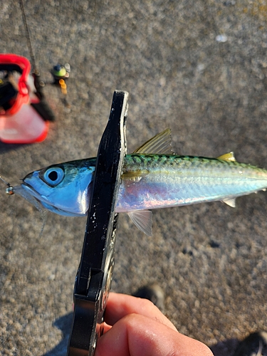 サバの釣果