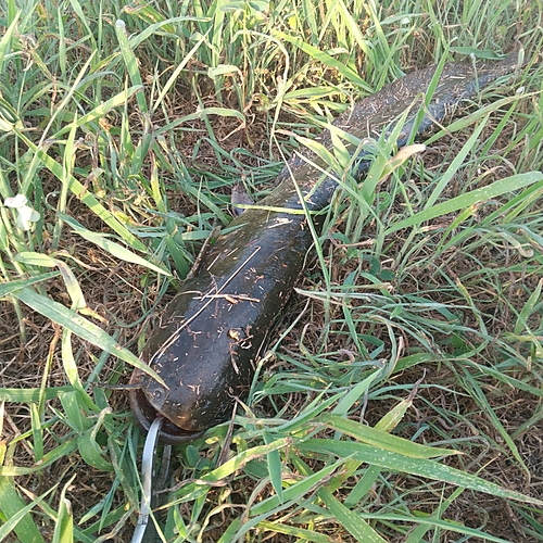 マナマズの釣果