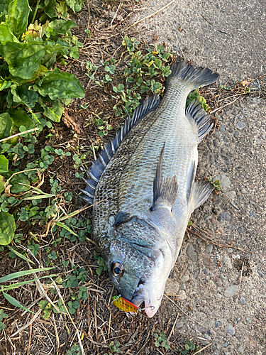 チヌの釣果