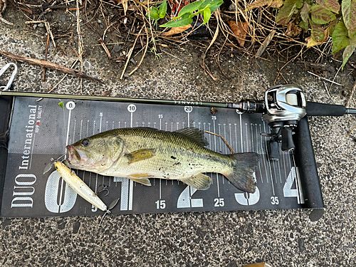 ブラックバスの釣果