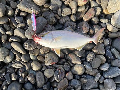 ショゴの釣果