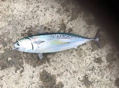 ソウダガツオの釣果