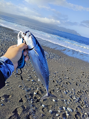 ソウダガツオの釣果