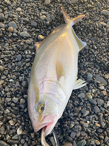 カンパチの釣果