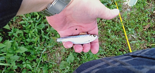 釣果一覧】京都府で釣れたオイカワ - アングラーズ