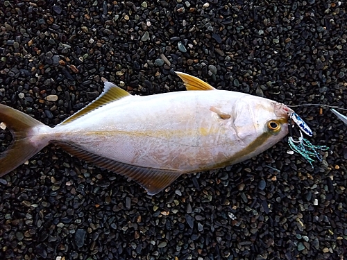 ショゴの釣果