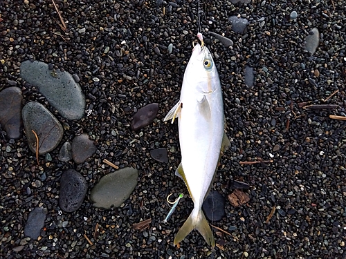 ワカシの釣果